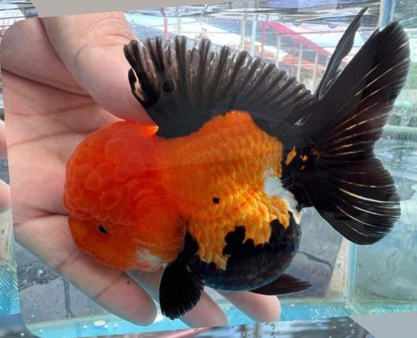 Short Body Apache Oranda