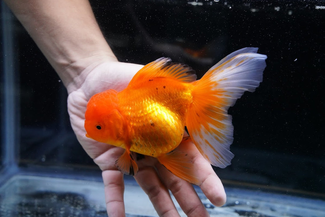 Tricolor Oranda 4”-5” #125-13