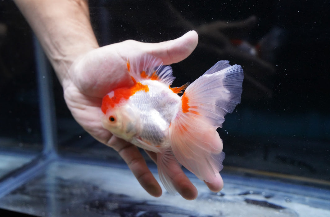 Red/White Oranda 4”-5” #180-05