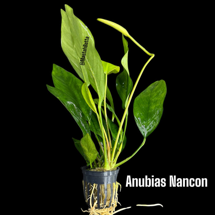 Anubias Nancon