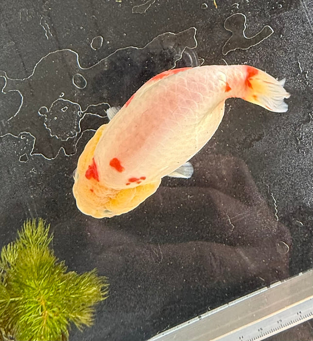 Sakura Ranchu #2