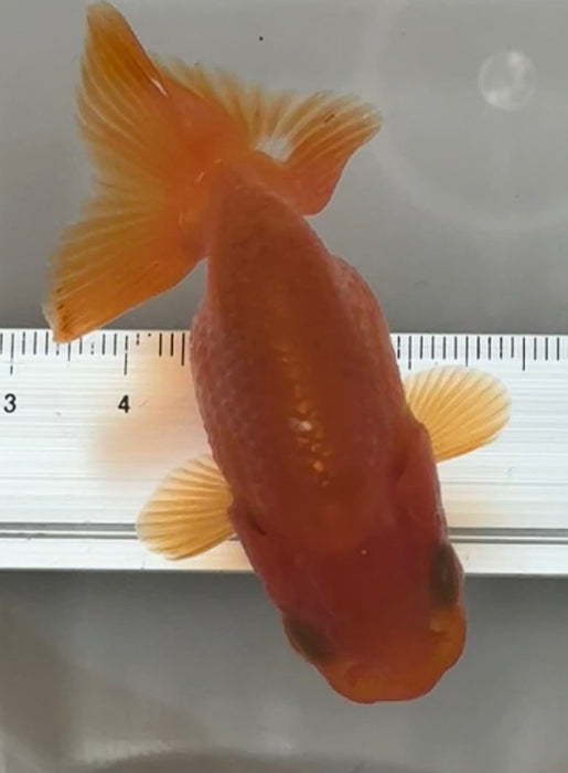 Top View Japanese Ranchu #2