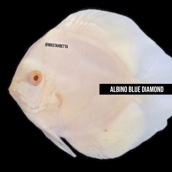 Albino Blue Diamond Discus