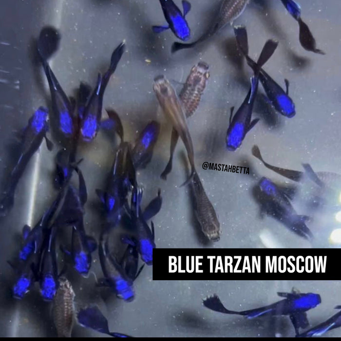 Blue Tarzan Moscow Guppy