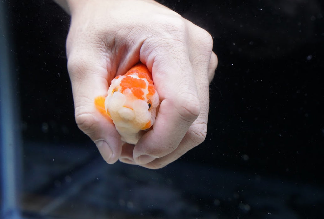 Red/White Ranchu 3.5”-4” #46-07