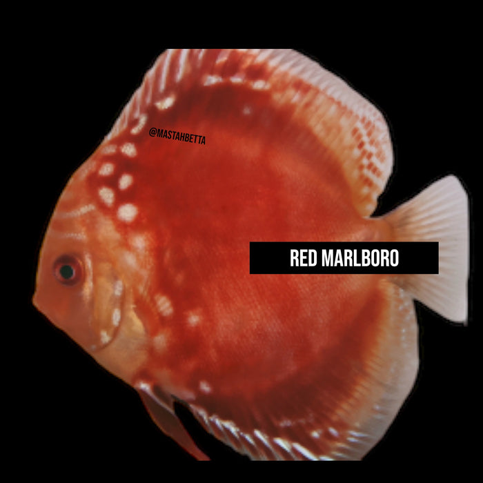 Red Marlboro Discus