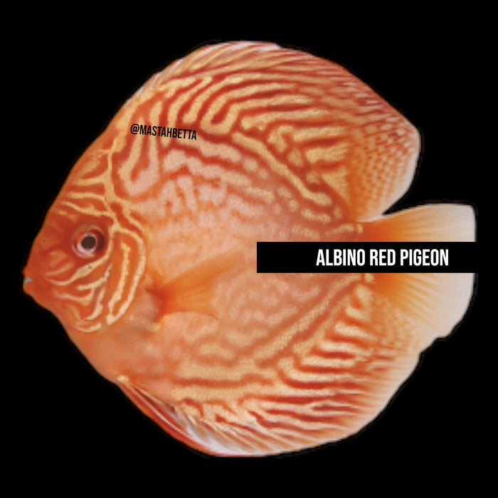 Albino Red Pigeon Discus