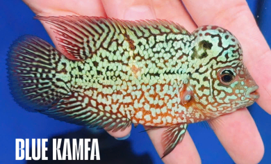Blue Kamfa Flowerhorn