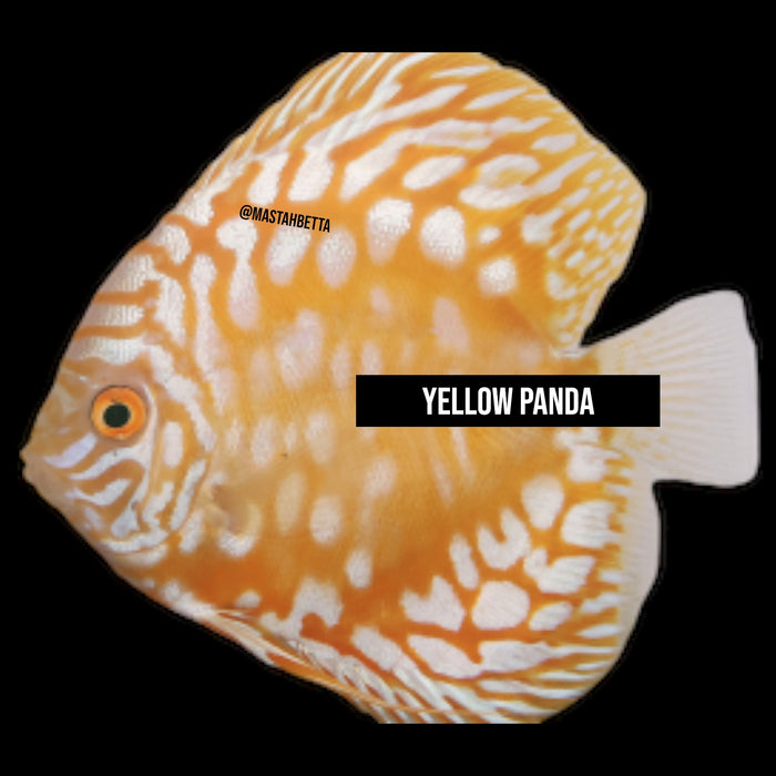 Yellow Panda Discus