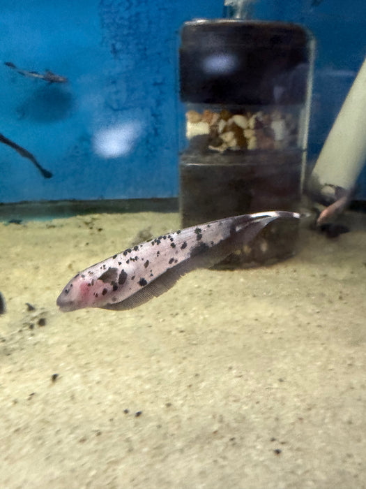 Marbled Ghost Knifefish