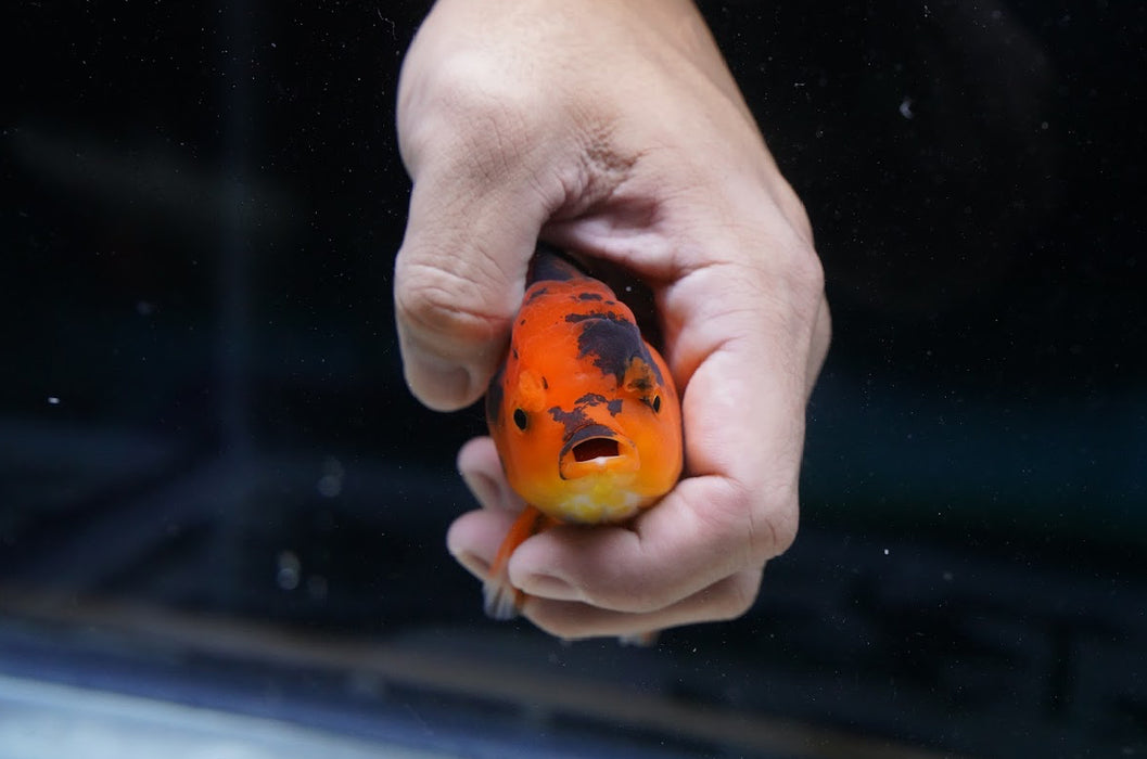 Tiger Oranda 4”-5” #180-23