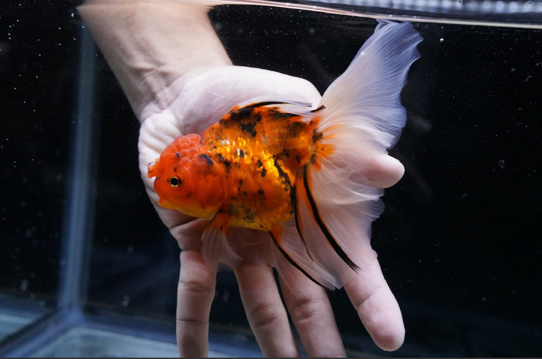 Tiger Oranda 4”-5” #125-11