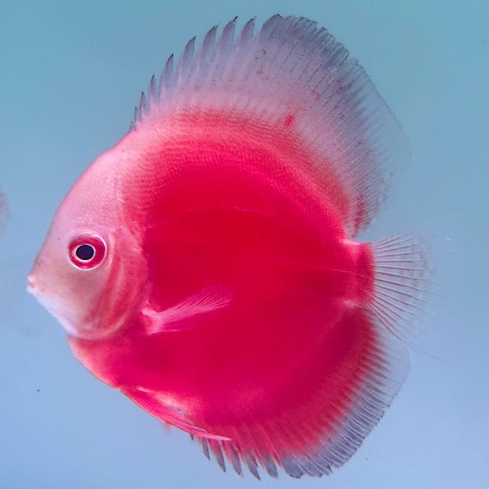 Red and White Discus