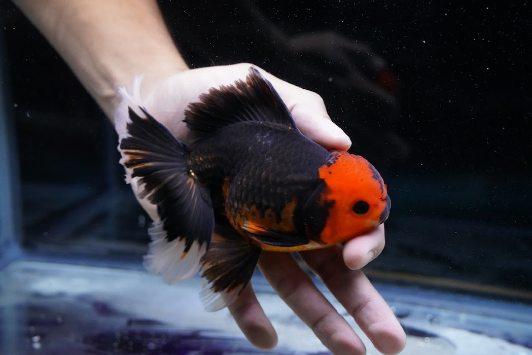 Tricolor Oranda 4”-5” #180-20