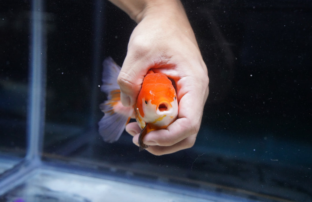 Tricolor Oranda 4”-5” #180-06