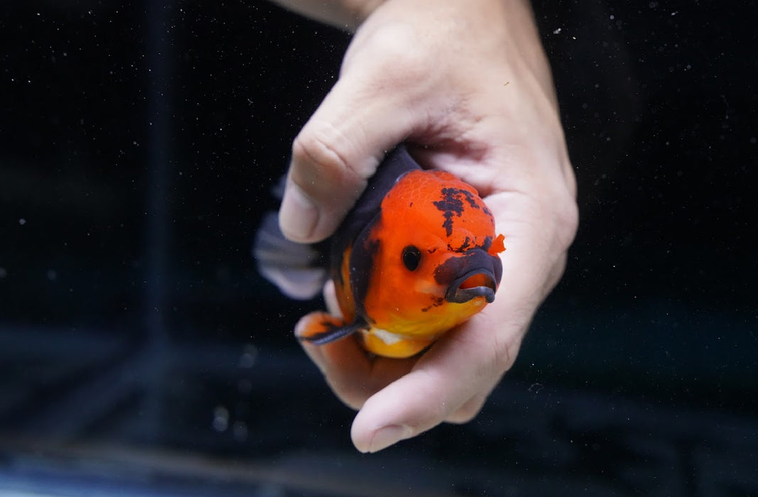 Tricolor Oranda 4”-5” #180-20