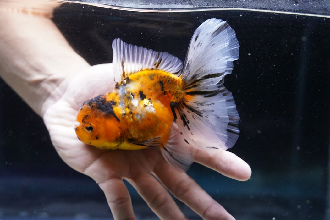 Tiger Oranda 4”-5” #180-10