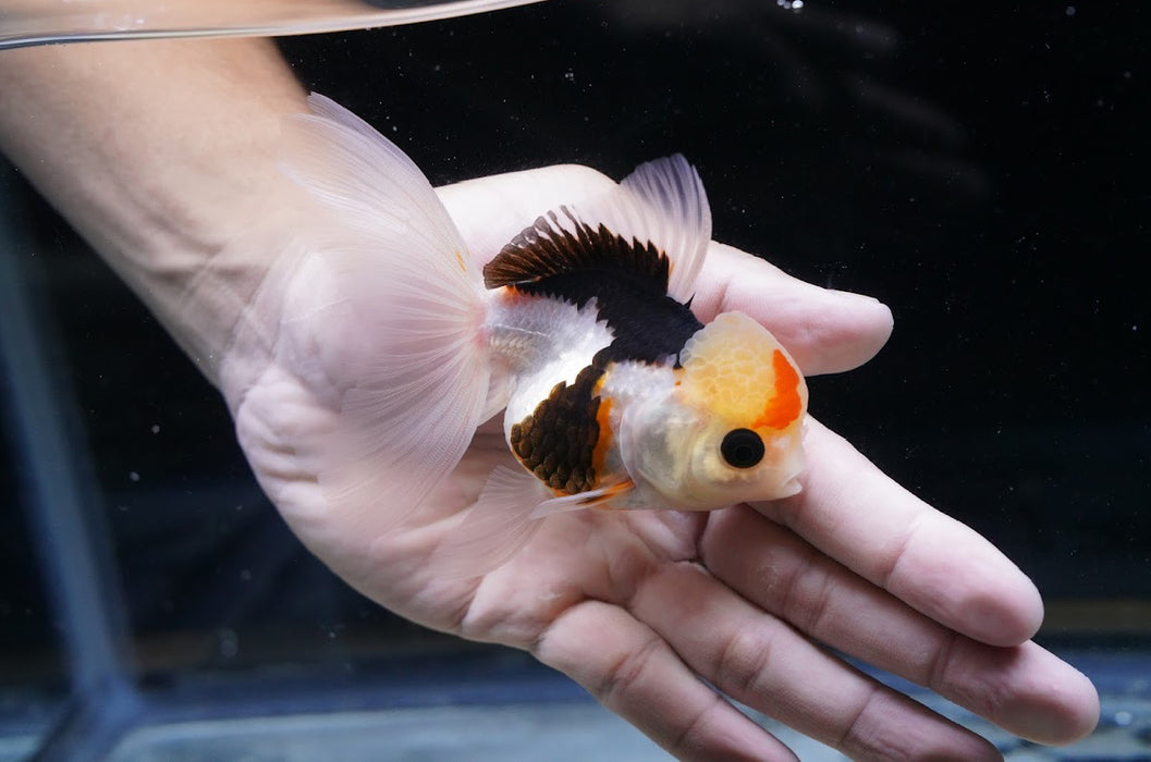 Tricolor Oranda 3.5”-4” #43-03