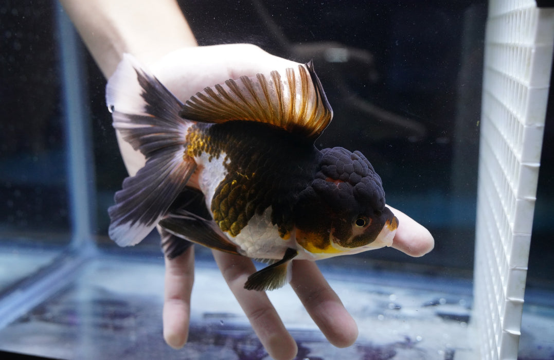 Tricolor Oranda 4”-5” #180-01