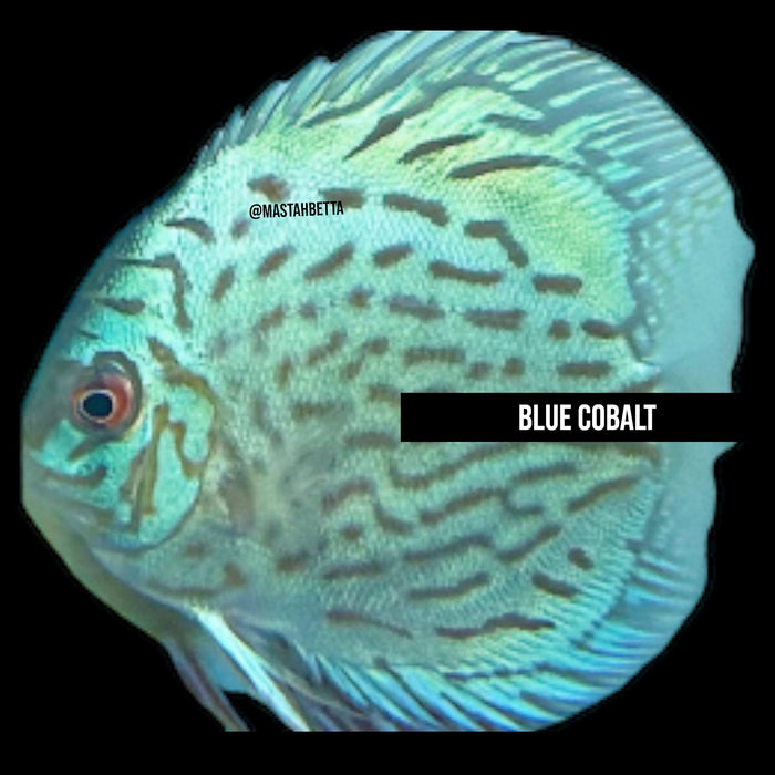 Blue Cobalt Discus