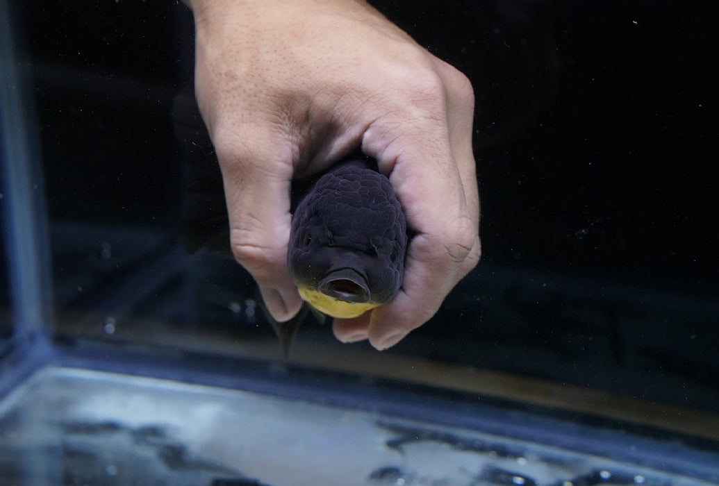 Black/Bronze Oranda 4”-5” #125-03