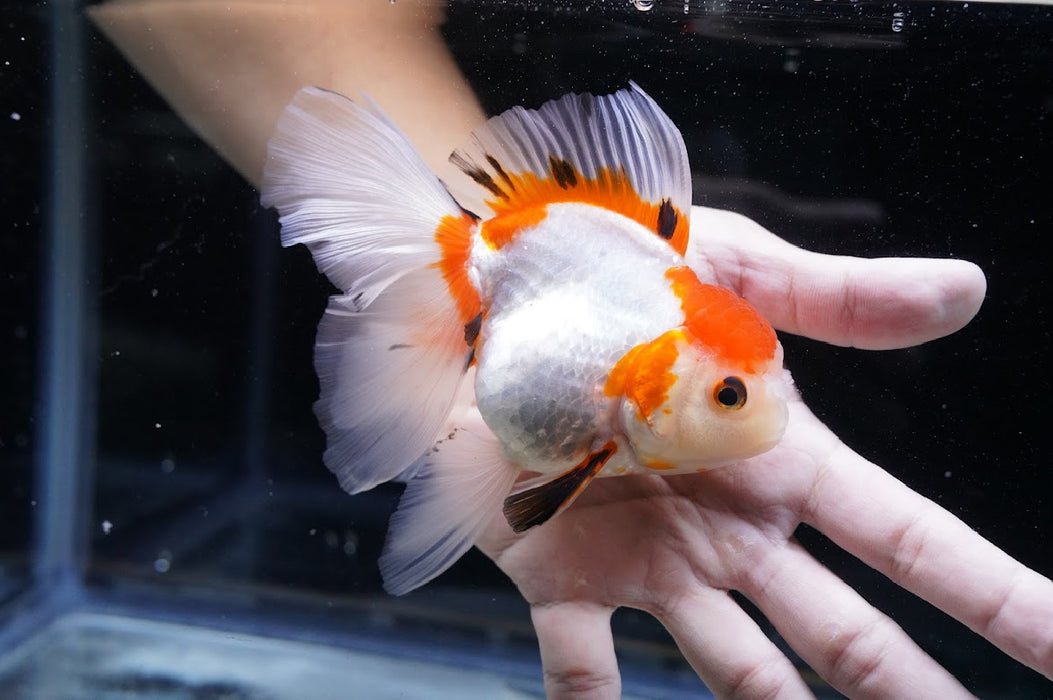 Tricolor Oranda 4”-5” #125-06