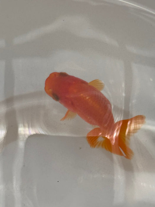 Top View Japanese Ranchu #2