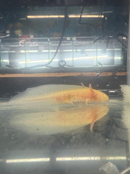 Golden Albino Axolotl