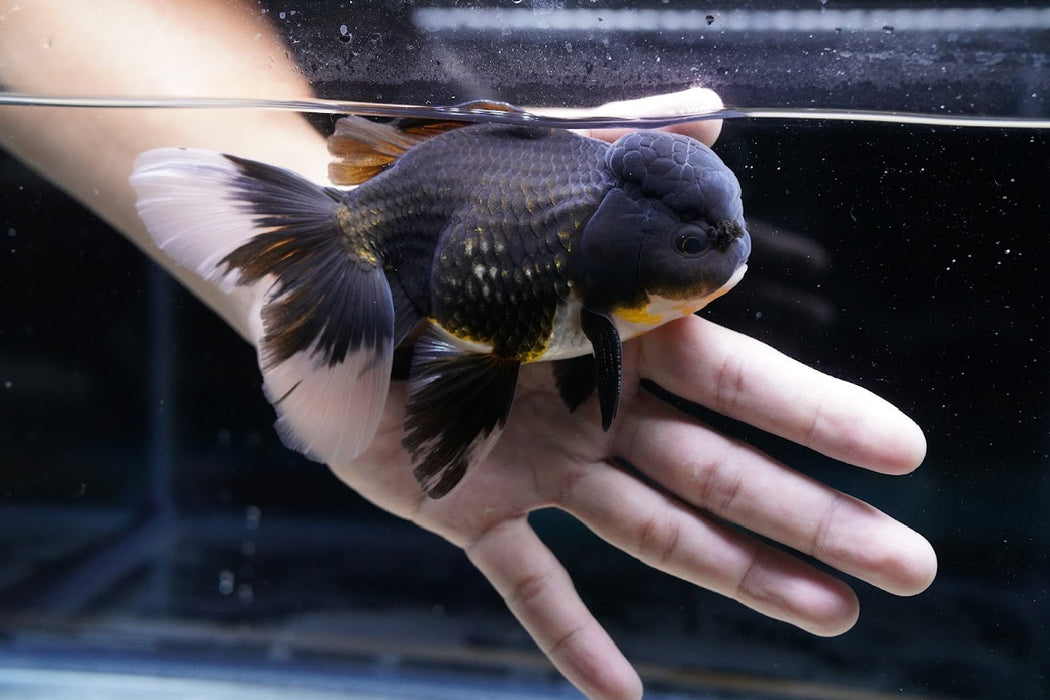 Tricolor Oranda 4”-5” #180-17