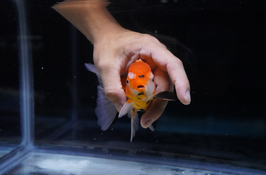 Tricolor Oranda 4”-5” #180-03