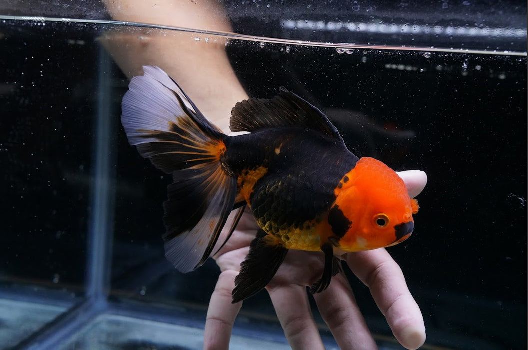 Tricolor Oranda 4”-5” #125-14