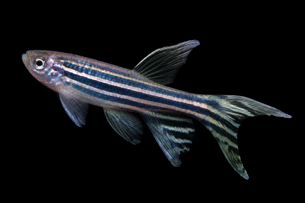 Longfin Zebra Danio