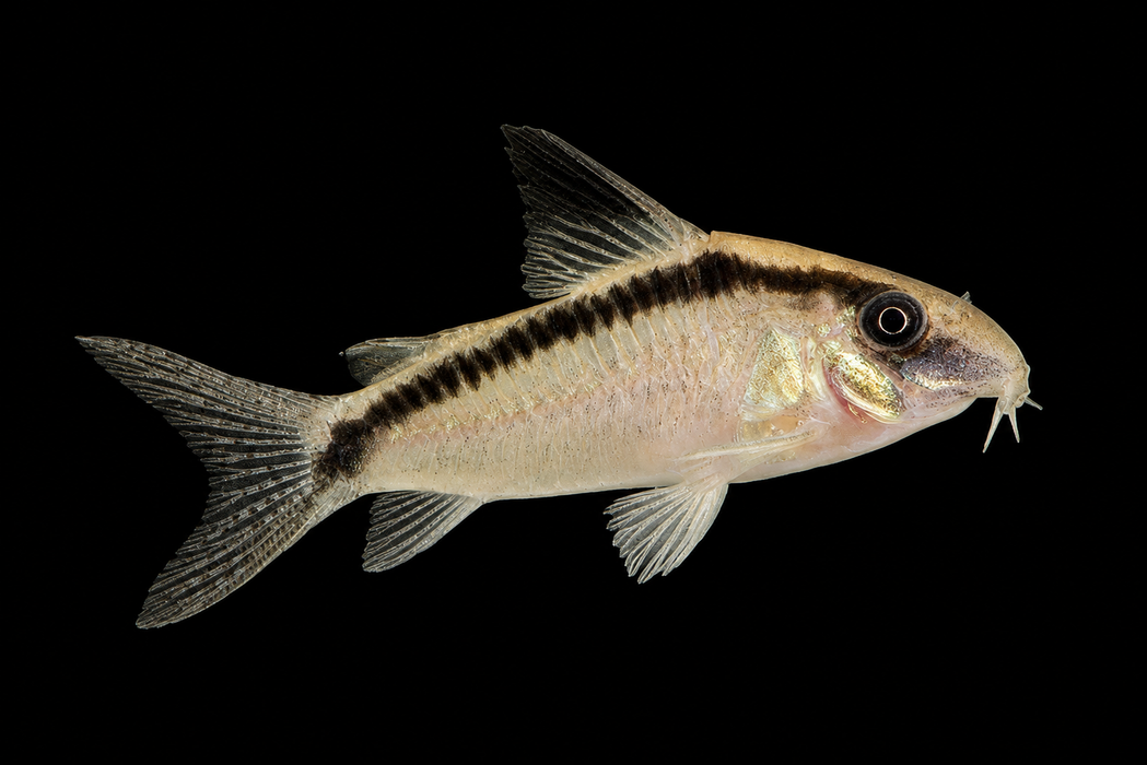 Skunk Corydoras