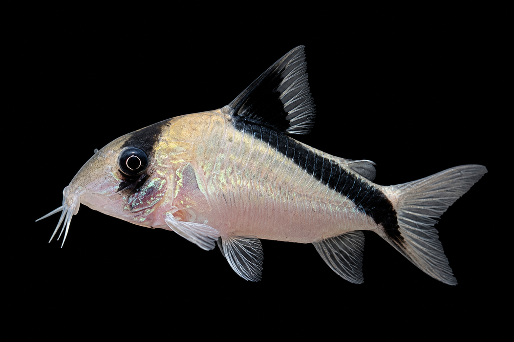 False Bandit Corydoras