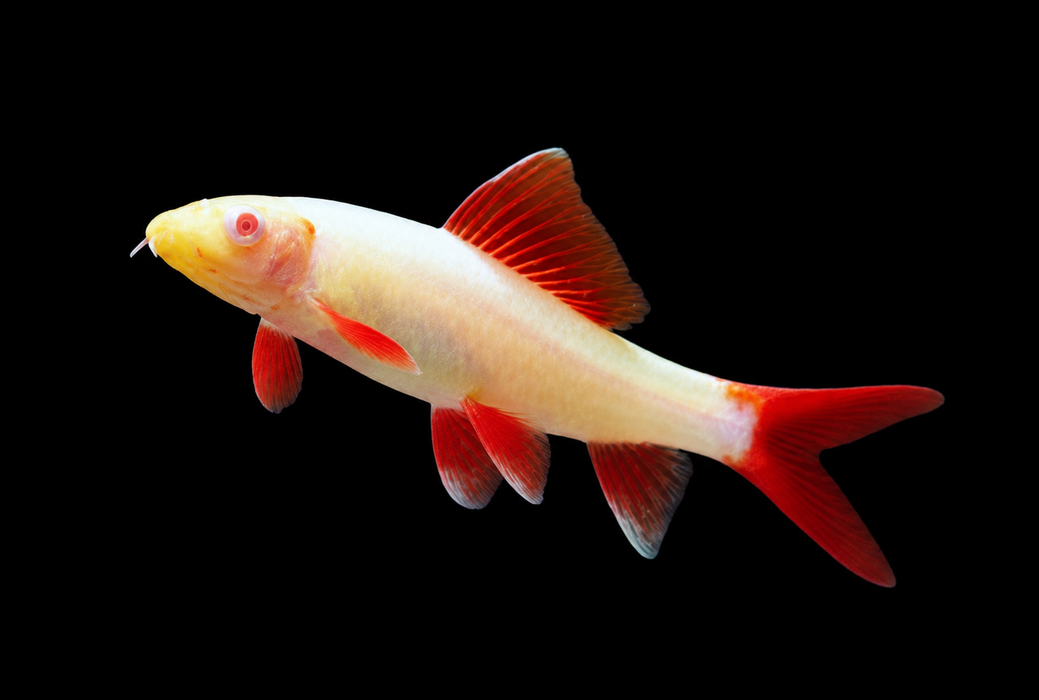 Albino Rainbow Shark