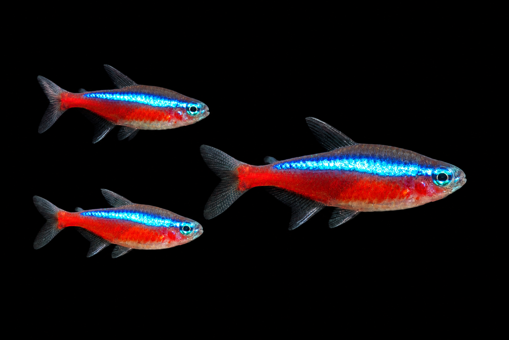 Cardinal Tetra