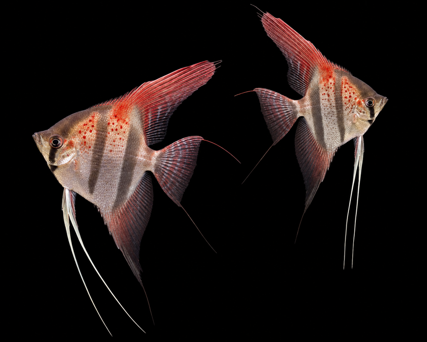 Santa Isabel Angelfish