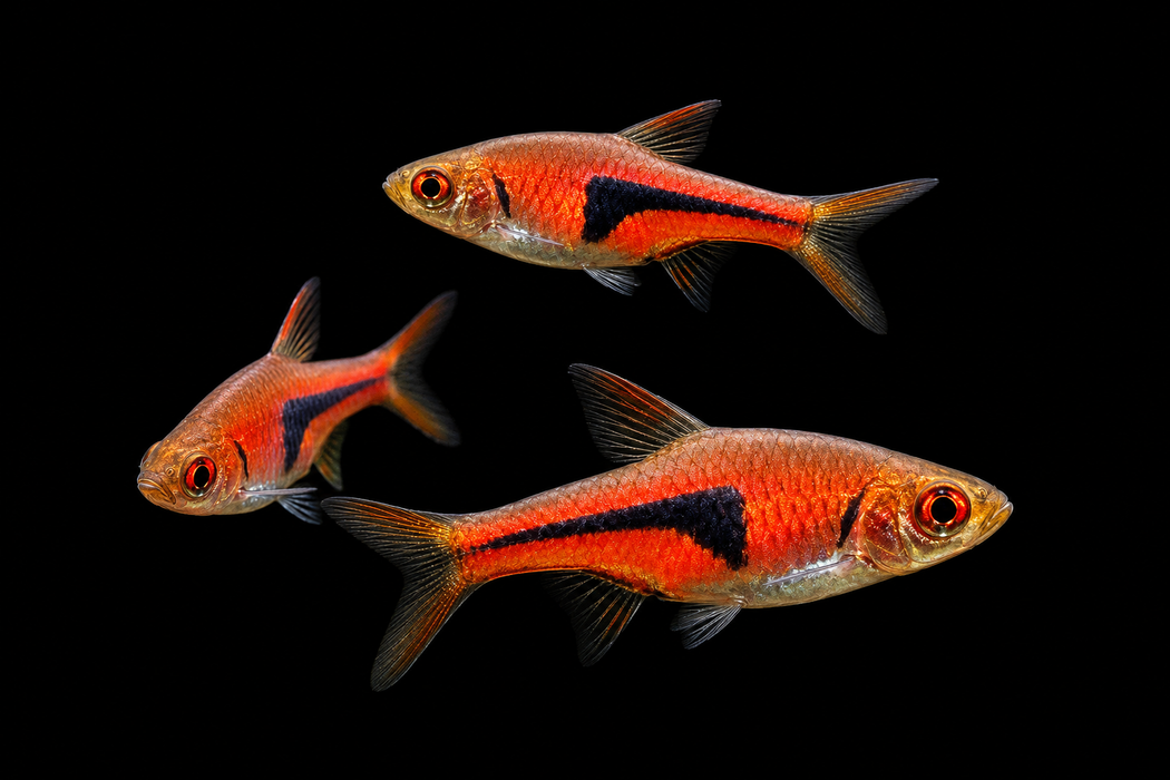 Lambchop Rasbora