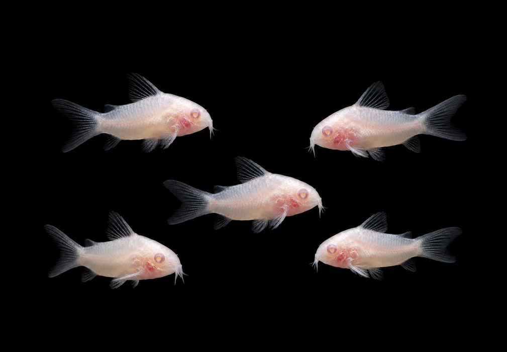 Albino Pygmy Corydoras