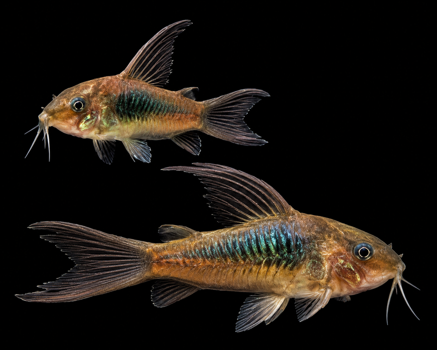 Longfin Bronze Corydoras
