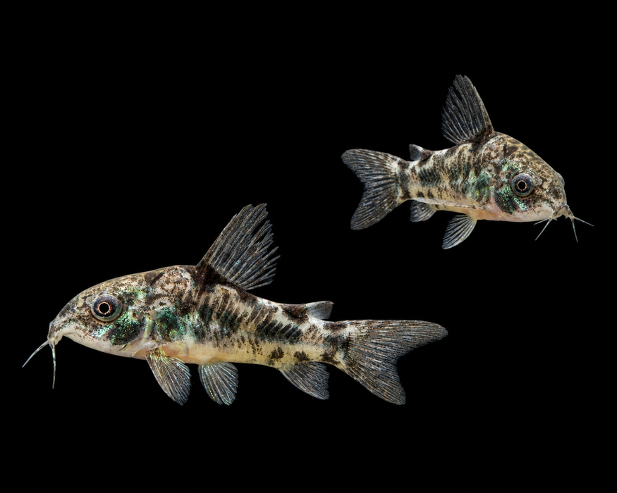 Peppered Corydoras
