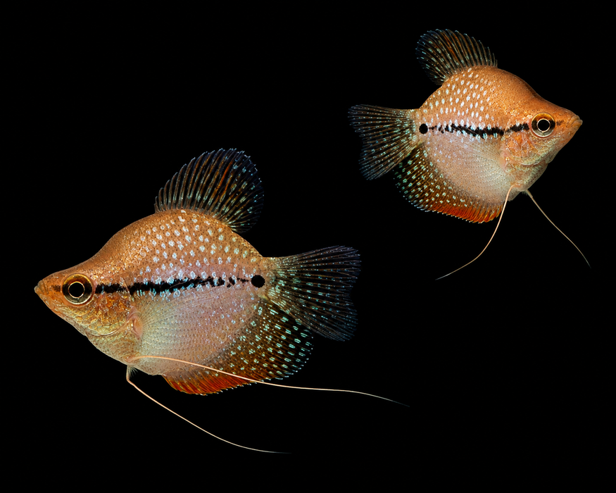 Shortbody Pearl Gourami