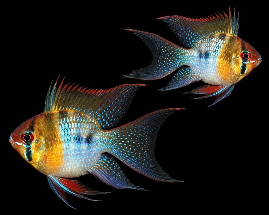 Longfin German Blue Balloon Ram