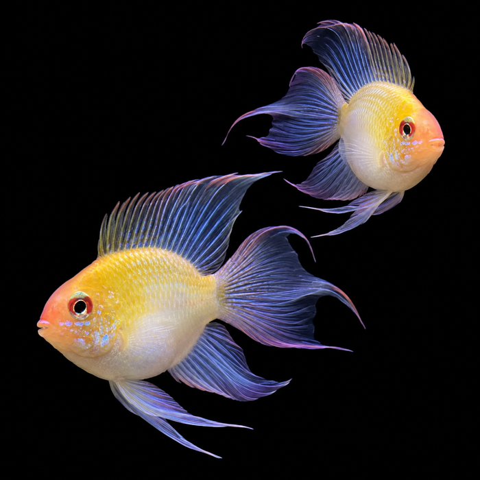Longfin Golden Balloon Ram