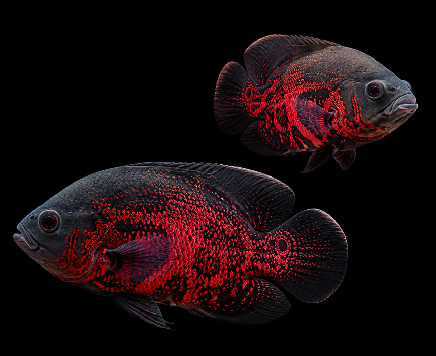 Black Red Oscar (Grade A+)