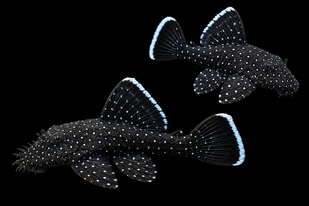 Starlight Pleco L183
