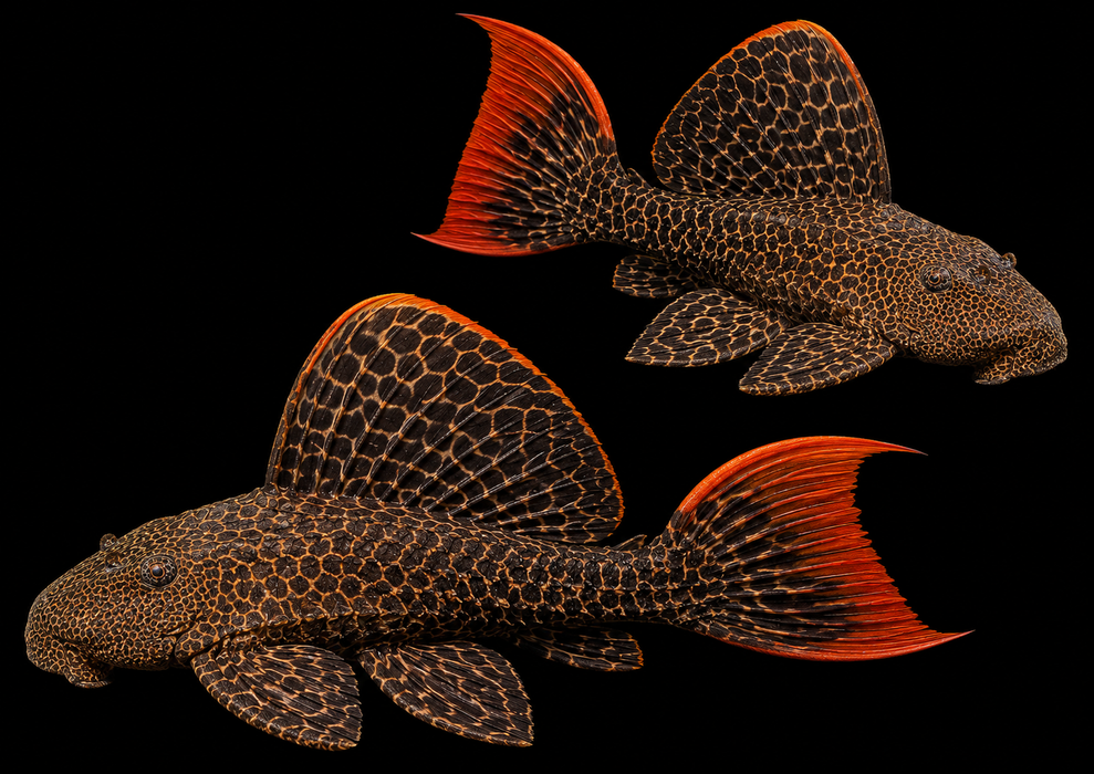 Leopard Cactus Pleco L600