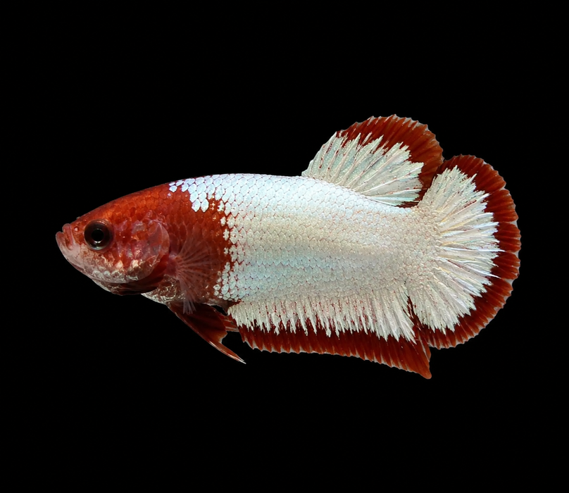 Red Fancy Copper Female Plakat