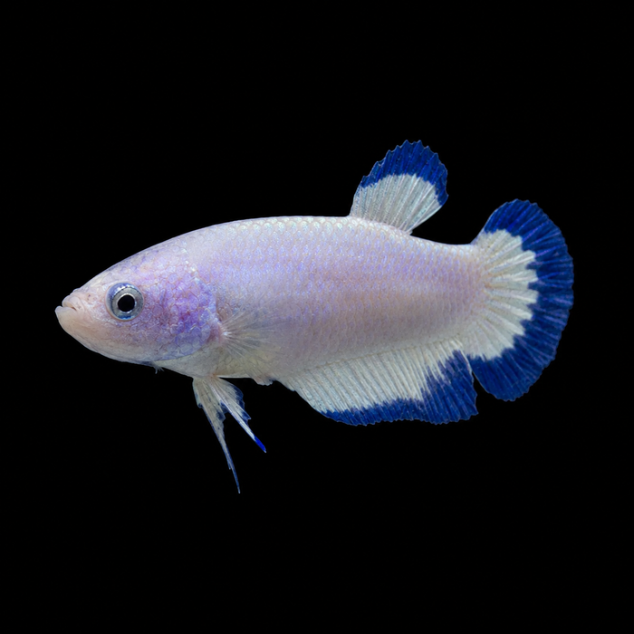 Blue Rim Female Plakat