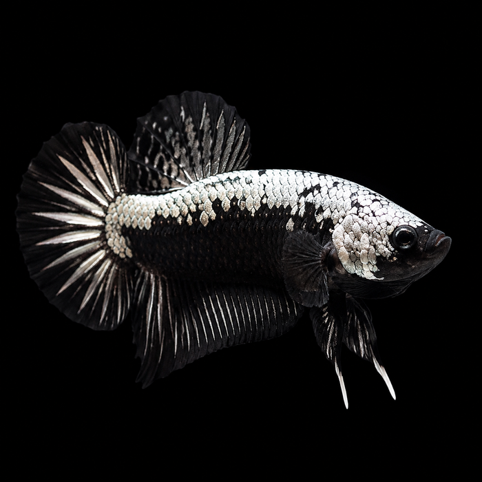 Black Samurai Male Plakat